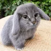 котик