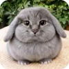 Эмодзи котик