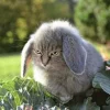 Эмодзи котик