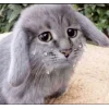 Эмодзи котик