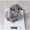 Эмодзи котик