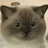Эмодзи Кот