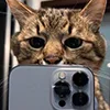 Эмодзи Кот