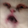 Эмодзи Кот
