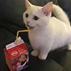 Эмодзи Кот