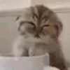 Эмодзи Кот