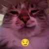 Котики