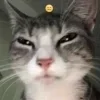 Эмодзи Котики