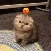 Эмодзи Котики