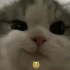 Эмодзи Котики