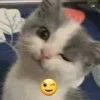 Эмодзи Котики