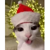Котики