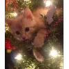 Эмодзи Котики