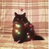 Эмодзи Котики
