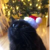 Эмодзи Котики