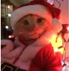 Эмодзи Котики