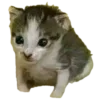 Кошачий подвал пиявки