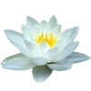 Эмодзи Flowers
