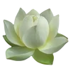 Эмодзи Flowers