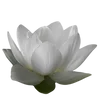 Эмодзи Flowers