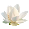 Эмодзи Flowers