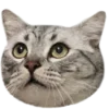 Эмодзи котики