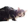 Microcats