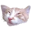 Эмодзи Microcats
