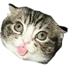 Эмодзи Microcats