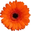Эмодзи lovely