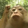 Эмодзи monkeys