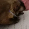 Эмодзи monkeys