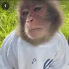 Эмодзи monkeys