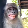 Эмодзи monkeys