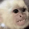 Эмодзи monkeys