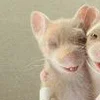 ˑ ˒ ˓ ღ Парные емоджи ღˑ ˒ ˓