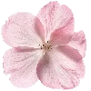 Эмодзи pink heaven