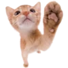 Kitties