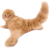 Эмодзи Kitties