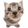 Эмодзи Kitties