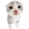 Эмодзи Kitties