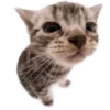 Эмодзи Kitties