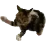 Эмодзи Котики
