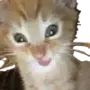 Эмодзи Котики