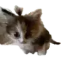 Эмодзи Котики