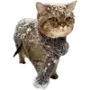 Эмодзи Котики