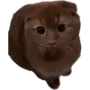 Эмодзи Котики