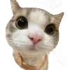 Cute animals