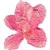 Pressed flowers
