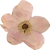 Эмодзи Pressed flowers